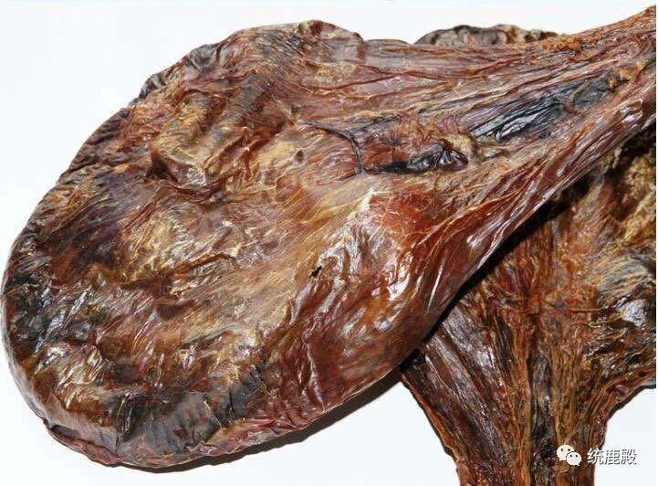 鹿是世界上珍贵的野生动物，全身是宝。